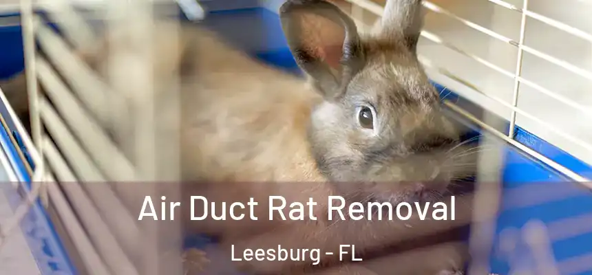 Air Duct Rat Removal Leesburg - FL